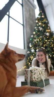 Köpekli bir kız Noel ağacının yanında hediyeler açar. Yüksek kalite 4k görüntü