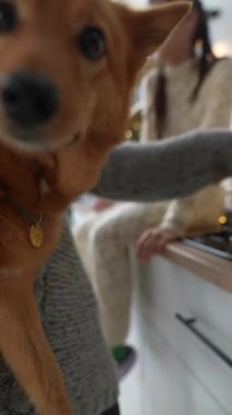 Noel atmosferinin tadını çıkaran genç bir adam, bir kız ve köpekleri dairelerindeki ağacın yanında vakit geçiriyorlar. Yüksek kalite 4k görüntü