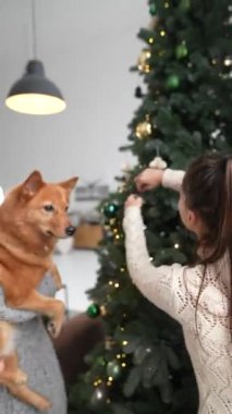 Sezonun neşesini paylaşan harika bir aile çifti ve köpekleri Noel kutlamalarından zevk alıyorlar. Yüksek kalite 4k görüntü