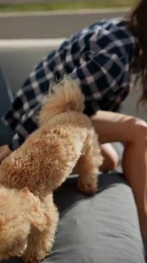 Bir kaniş köpeği ev sahibi ile rahat bir kanepede huzur içinde dinleniyor, rahat bir anın tadını çıkarıyor.