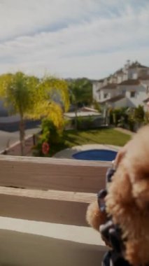 Evlerin ve palmiye ağaçlarının manzaralı arka planında tüylü bir köpeği sevgiyle tutan genç bir kadın..