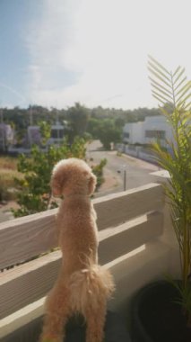 Kıvırcık saçlı köpek balkonda güneşli havanın tadını çıkarıyor, manzaraya bakıyor, doğa ve sükunetle çevrili.