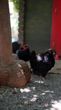 Kümeste tavuklar belirgin kırmızı bir kapı, çakıl zemini ve güneşli bir açık havada büyük bir ağaç gövdesi..