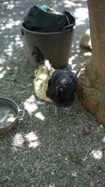 Bir horoz ve tavuk arka planda çeşitli çiftlik eşyalarıyla doğal ve kırsal bir çevrede görülür..