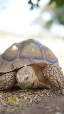 Bir kaplumbağanın doğal ortamında huzurlu bir çevreyle çevrili sakin bir tempoda hareket edişini izlemek.