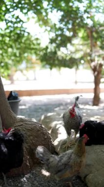Bir çiftlik avlusunda, bir tavuk sürüsü ağaçların ve kayaların altında geziniyor, doğal çevreyi seyrediyor.
