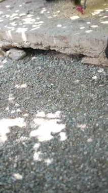 Tavuklar, yaşlı kaldırım ve taşlı zemini gösteren bir çiftlik bahçesinde yaprakların gölgeleriyle besleniyor..