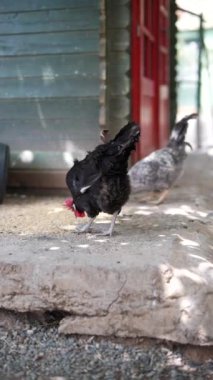 Bir grup canlı tavuk gezip güneşin altında büyüleyici bir çiftlik bahçesini keşfederek hareketli ve hareketli davranışlar sergiliyorlar.