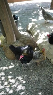 Özgür tavuklar huzurlu bir ortamda ağaçların altındaki çakılları gagalarken mutlu bir şekilde huzurlu yaşam ortamının tadını çıkarıyorlar.