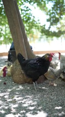 Serin çiftlik sahneleri sergileniyor. Sergilenen siyah ve beyaz tavuklar yemyeşil ağaç gölgesinde geziniyor.