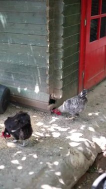 İki tavuk, sakin bir kırsalda, kırmızı kapısı olan ahşap bir kümesin yanındaki zemini gagalıyor.