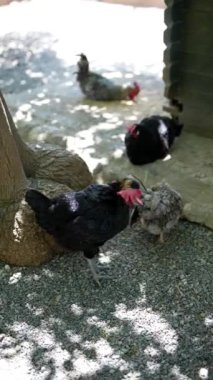 Tavuklar bir ağacın altında yürür ve avlanır, güneşli bir günün tadını çıkarırlar. Çeşitli türler sergilenir.