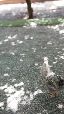 Bir horoz, ağaçlarla çevrili güneşli bir bahçedeki çakıllı bir yolda duruyor ve huzurlu ve doğal bir manzara yaratıyor.
