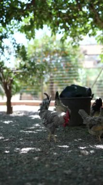 Çiftlik ortamında güneşli bir günde gölgeli ağaçların altında tavuklar ve horozlar gagalıyor..