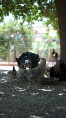 Ağaçların altında tavukların olduğu güneş ışığında çiftlikte doğal çiftçilik, tavuklar ve horozlarla kır çiftliği sergileniyor..