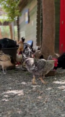 Tavuklar canlı kırmızı ahşap kapılı yeşil bir binanın yanındaki bir çiftlik bahçesinde özgürce dolaşırken görülürler.