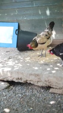 Tavuklar açık havada tahıllarla besleniyor. Parlak kırmızı ve mavi aksanlı ahşap bir kümes tarafından ayarlanıyor..