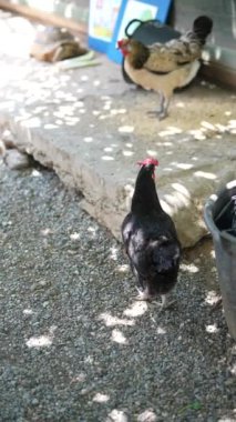 Güneş lekeli bir kümeste, çakıllı zemin ve kırsal bir çevrede gagalayan tavukların karışımı..