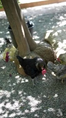 Siyah beyaz tavuklar güneşli bir günde bir ağacın altında ağaçların arasındaki bir çevreyi gagalıyorlar. Huzurlu bir kırsal manzara yaratıyorlar.