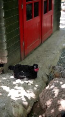 Kırmızı ahır zeminleri ve benekli güneş ışığına yerleştirilmiş tepsileri olan çiftlikte birden fazla tavuk görüldü..