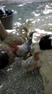 Bir grup tavuk özgürce dolaşır ve doğayla çevrili güneşli bir açık havada yiyecek arar.