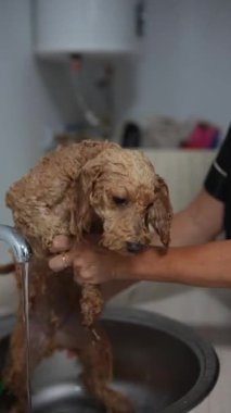 Şirin kahverengi bir köpek yavrusu bir kişi tarafından sevgiyle lavaboda yıkanır, yakın bir bağ ve dikkatli bir bakım rutini gösterir.