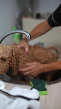 Bir insan küçük bir köpeğe lavaboda banyo yaptırıyor musluktan akan su ve yakınlardaki bir süngerle..