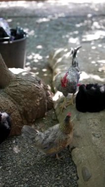 Tavuklar ağaçlarla gölgelenmiş güneş lekeli bir avluda yiyecek ve gagalar. Çeşitli türler birbirine karışır..