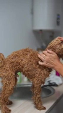 Sevimli köpek tımar seansında tımar ediliyor ve şımartılıyor, temiz ve mutlu bir yavru köpek sergiliyor..