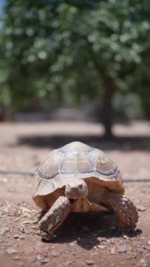 Açık havada doğal ışık alan bir kaplumbağanın yüksek çözünürlüklü yakın çekim görüntüleri..