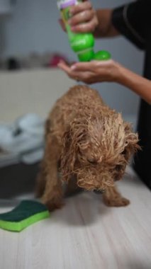Şirin ıslak köpek, profesyonel bir tımarcı tarafından tımar seansına alınıyor, şampuan ve bakım sunuyor..