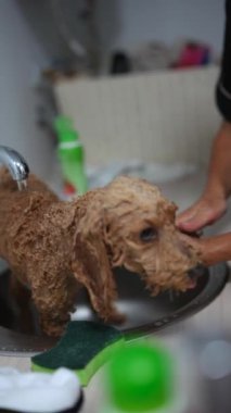 Bir köpeğin lavaboda banyo yapması, evcil hayvanla sahibinin yakınlaşmasını sembolize ediyor.