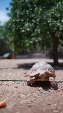 Kaplumbağa doğal bir yolda yürürken farklı pozlarda görünür, kabuğunu ve çevresini gösterir.