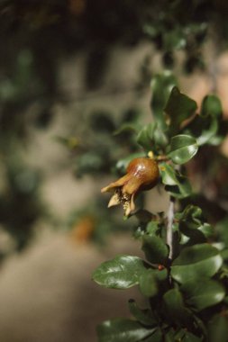 Yapraklı yeşil bir ağaç dalında yetişen olgunlaşmamış bir nar resmi.
