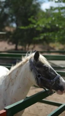 Gri benekli beyaz bir at güneşli bir günde açık bir ahırda dinlenir ve kırsalın tadını çıkarır.