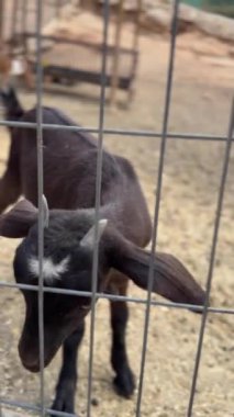 Alnında beyaz noktalar olan sevimli genç bir kara keçi bir çiftlik bahçesinde çitlerin arkasında görüldü.