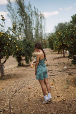 Güneş bahçesinde portakal toplayan örülü bir kadın, sıradan bir elbise. Doğal ortam, dingin atmosferi arttırır.