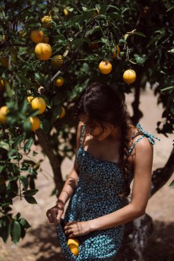 Çiçekli elbiseli kadın, güneşli bir meyve bahçesindeki ağaçtan limon topluyor, doğaya odaklanıyor ve hasat yapıyor..