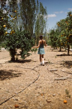 Bir kadın, turuncu ağaçlar ve kırsal kesimin huzurlu atmosferiyle çevrili sakin bir meyve bahçesinde geziniyor.