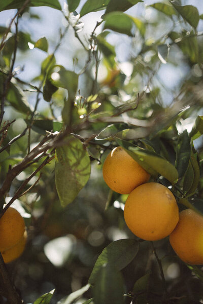 Ripe Oranges Tree Sunlit Leaves Clear Sky Background Capturing Beautiful Stock Photo