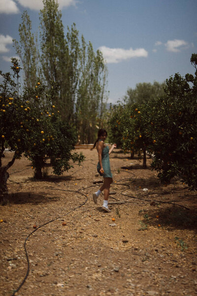 Lush Orange Trees Orchard Person Strolls Sunny Day Enveloped Vibrant Stock Photo
