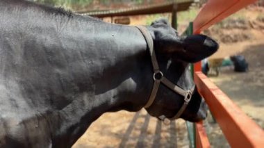 Çiftlikte çitlerin yanında duran siyah bir ineğin yakın plan görüntüsü kırsal tarım ve çiftlik hayvanlarını gözler önüne seriyor.