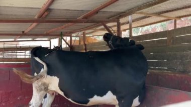 Bir çiftlikte, siyah beyaz benekli bir süt ineği kapalı bir ağılda duruyor, tarımsal ortamlarda yaygın bir manzara.