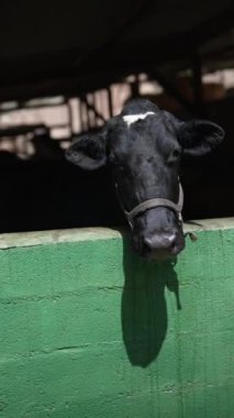 Askılı siyah-beyaz bir inek, ahır içindeki yeşil bir duvarın üzerinden bakar ve duvarda bir gölge bırakır..