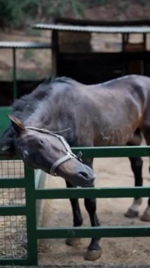 Çiftlik otlağındaki sakin at yeşil bir çitin üzerinde başını dinlendirip huzurlu bir kırsal manzara yaratıyor.