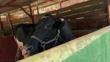 Bir ahırda inek, tarım ve tarım konuları için uygun, anahtar sözcükler tarım ticareti, sığır, süt, çiftlik