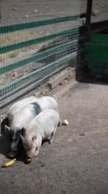 Üç küçük domuz neşeli bir şekilde muzları yiyor güneşli bir açık havada, dostluk ve memnuniyet sergiliyorlar.