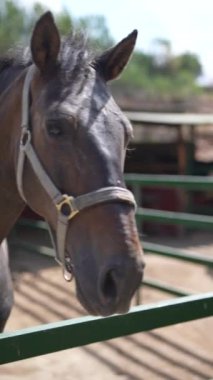 Güneşli bir günde açık hava ağılında yular takan güzel kahverengi bir atı gösteren bir dizi resim..