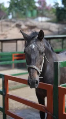 Yakından bakınca güzel kahverengi bir atın dizgin taktığını ve ahırda çitlerle çevrili olduğunu görüyoruz..