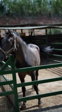 Yeşil çayırda siyah bir at, güneşli bir günde çitle çevrili, sıcak güneş ışığı altında sakin bir kırsal alan oluşturuyor.